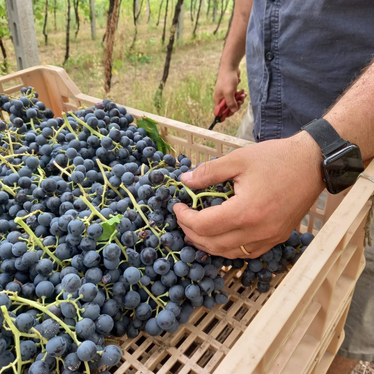 September, it’s harvest time