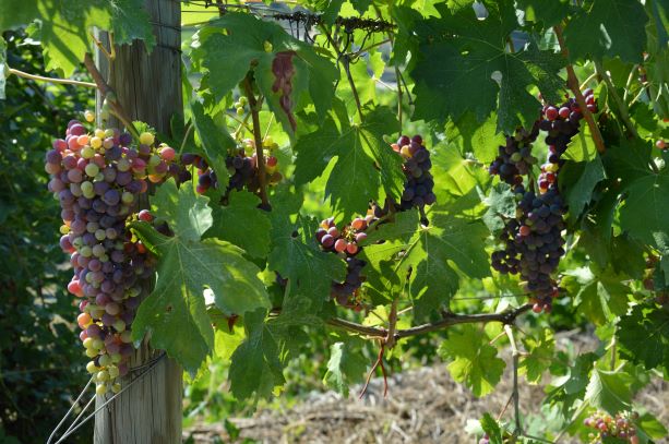 Summer in the vineyards: getting ready for the harvest!