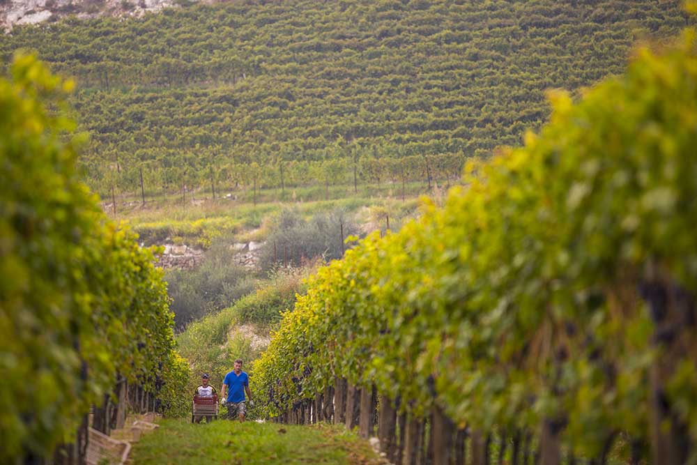 Valpolicella, a wine paradise